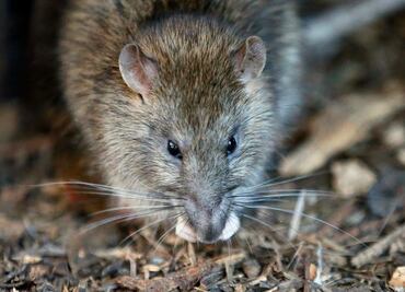 Adiós a las ratas: estas plantas aromáticas embellecen tu hogar y actúan como repelente natural