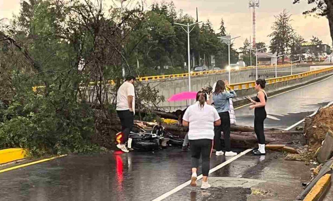 En Hacienda de la Luz, en la calle Orquídea, cayó una rama, un árbol de unos 3 metros de largo, sin que se registraran víctimas, informaron autoridades municipales. Foto: Especial