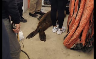 Marina y Profepa rescatan a lobo marino en Cabo San Lucas; presentaba dificultades para nadar
