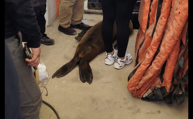 Marina y Profepa rescatan a lobo marino en Cabo San Lucas; presentaba dificultades para nadar