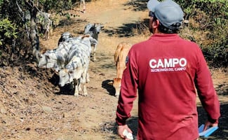 Despliegan 20 brigadas para prevenir la propagación del gusano barrenador en Edomex; hay 7 casos sospechosos