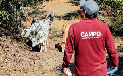 Despliegan 20 brigadas para prevenir la propagación del gusano barrenador en Edomex; hay 7 casos sospechosos