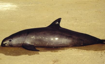 WWF exige acciones inmediatas para salvar a la vaquita marina