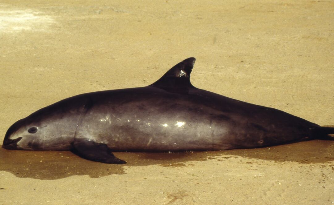 EFE/ARCHIVO EL UNIVERSAL