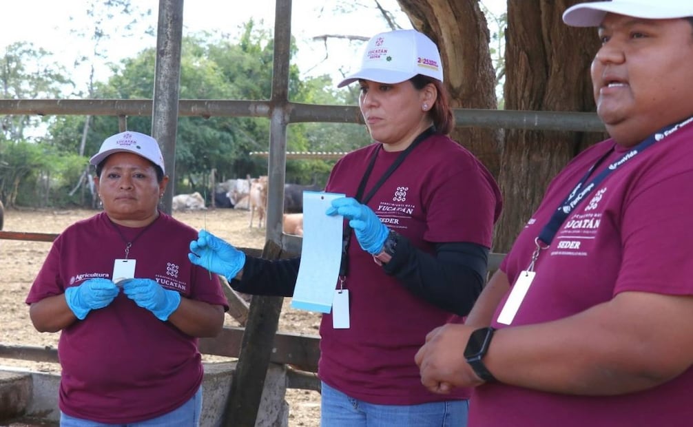 Para la ejecución del plan, la dependencia estatal cuenta con un equipo de 36 especialistas (27/01/2026). Foto: Especial
