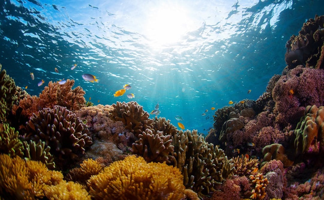 Es la tercera vez que un año está dedicado a los arrecifes de coral. (Foto: iStock)