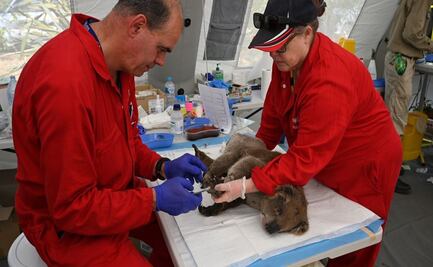 Improvisan hospital en Australia para salvar a koalas de los incendios