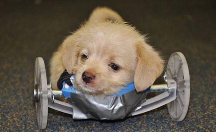 Crean silla de ruedas para cachorro que nació con dos patas