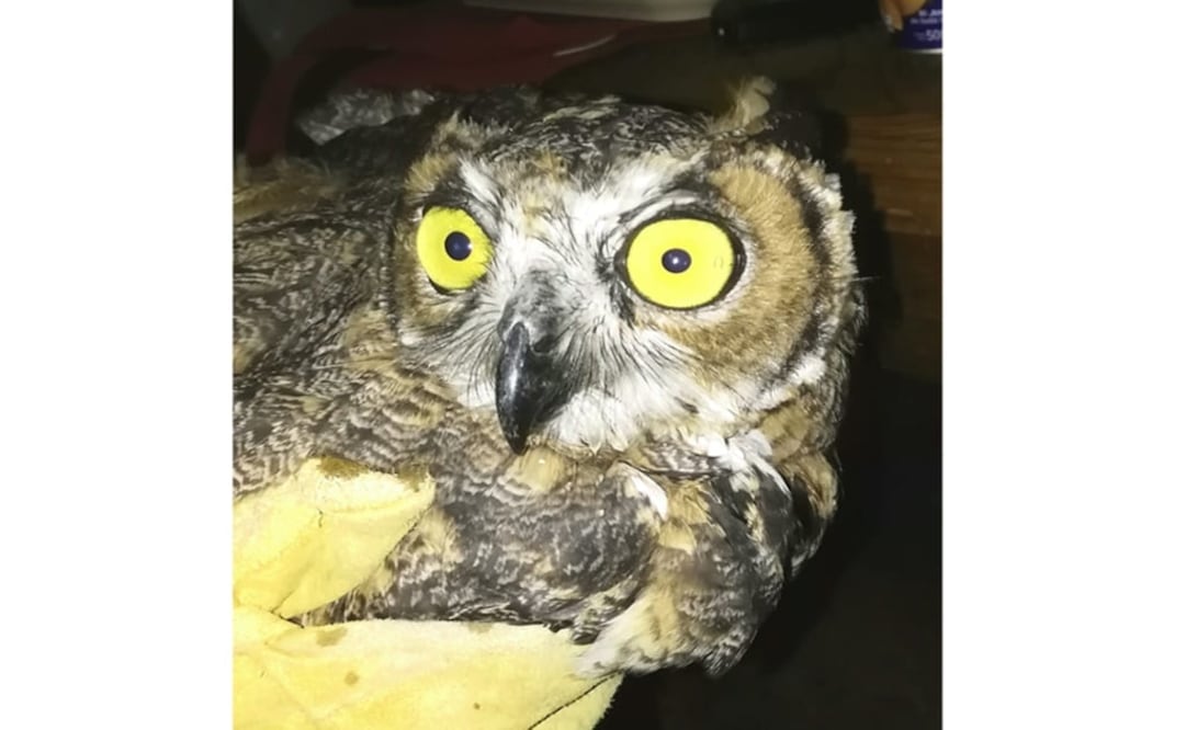 Se informó que el ave fue liberado, a fin de que continuara con su viaje y estancia por Tamaulipas. Foto: especial