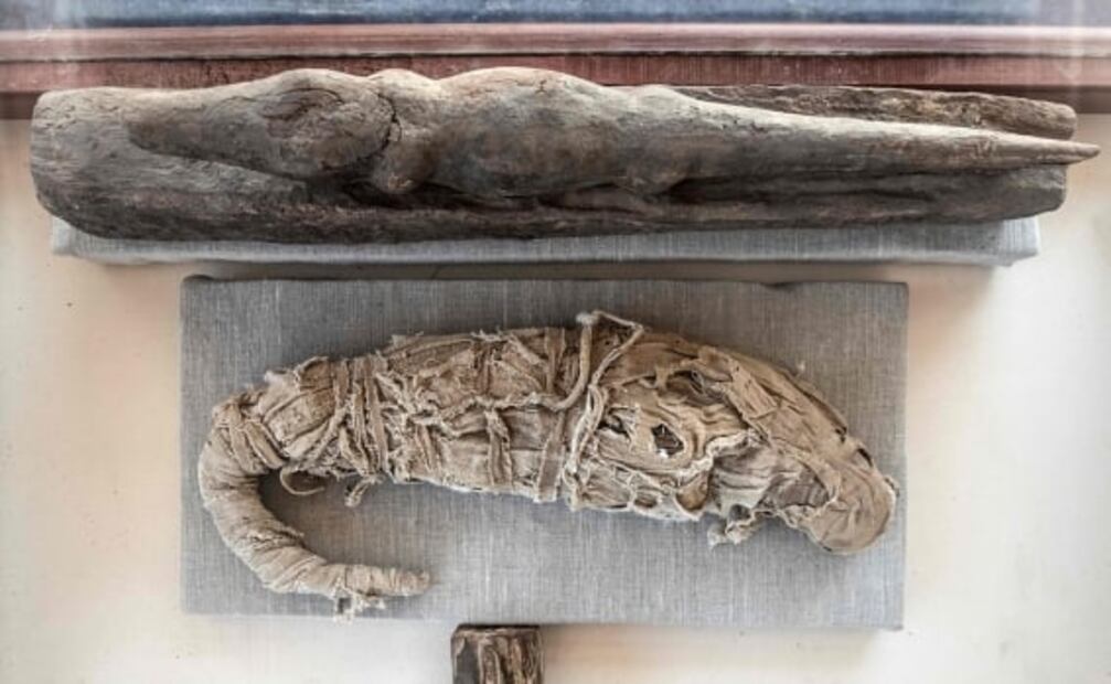 Hallan momias de animales en Egipto