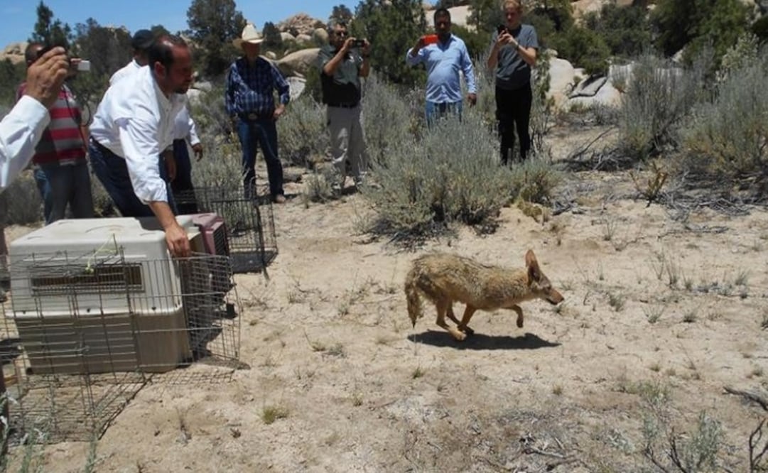 Rescatan en BC a 15 ejemplares de fauna silvestre