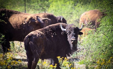 Tras 200 años de ausencia, regresa el bisonte americano a Sonora; han nacido 10 crías como parte de estrategia de conservación