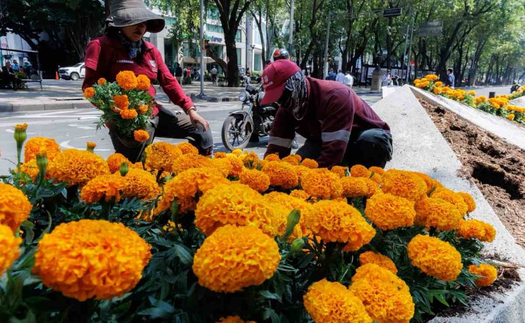 CDMX; colocan cientos en Paseo de la Reforma y avenidas principales para recibir el Mundial. Foto: Osmar Alvarado | EL UNIVERSAL
