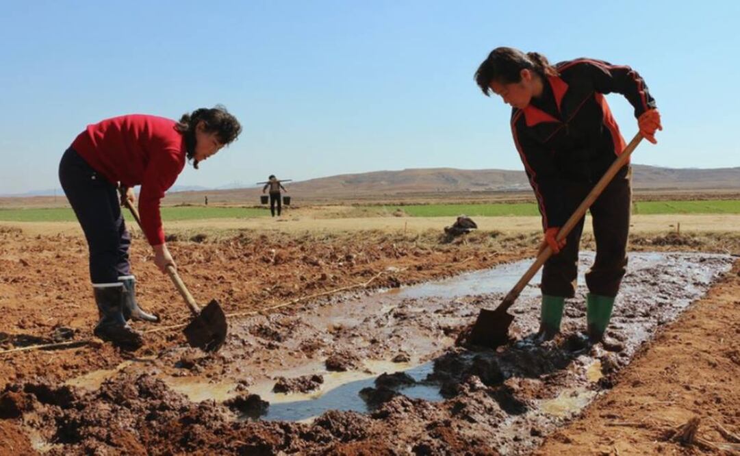 De acuerdo a agencias estatales, Corea del Norte vive la peor sequía en cuatro décadas (Foto: Programa Mundial de Alimentos)
