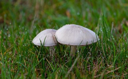 Colorado vota a favor de permitir la despenalización de hongos alucinógenos