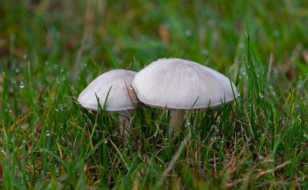 Foto: Ilustrativa. Pixabay