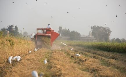 Plantean reducir recursos al campo en presupuesto 2017