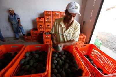 Aprueba EU cambios en importación de aguacate hass mexicano