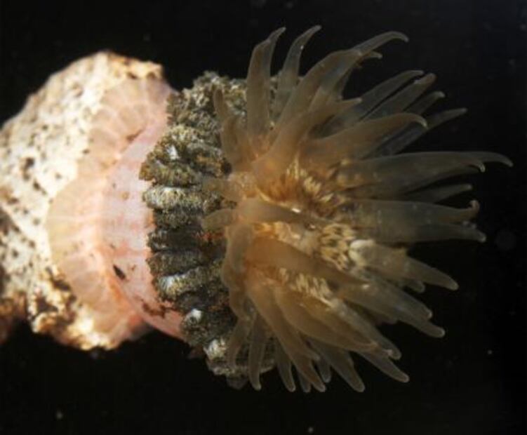 Científicos mexicanos descubren nueva especie de anémona de mar