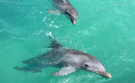Profepa rechaza abandono de delfines asegurados en Dolphin Discovery en Cancún; asegura que están bajo cuidado