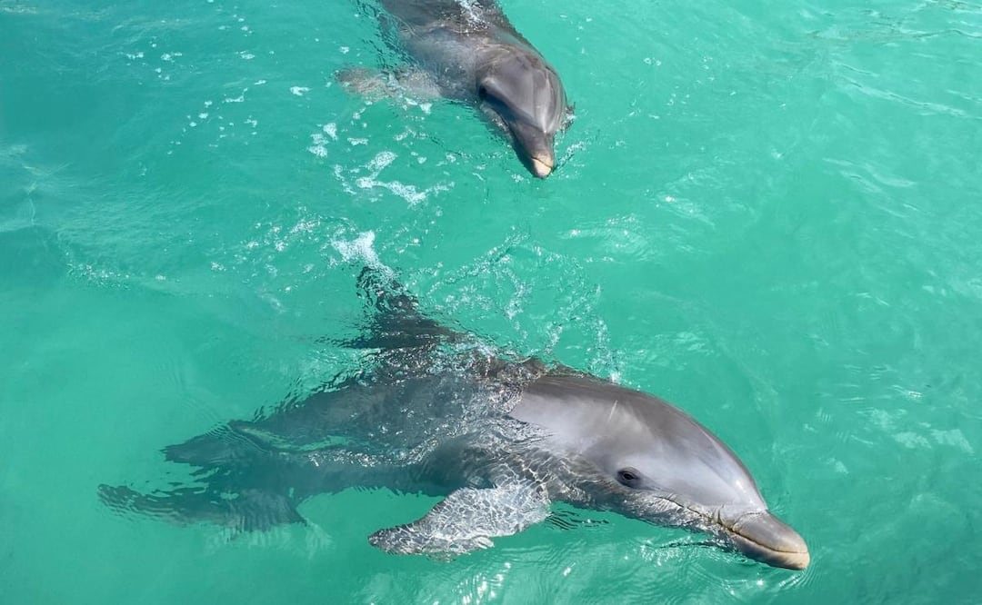 Profepa rechaza abandono de delfines asegurados en Dolphin Discovery en Cancún (09/04/2026). Foto: X (@dolphindiscENG)