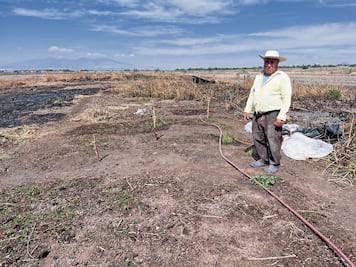 Zumpango pasó de ser laguna a ser milpa
