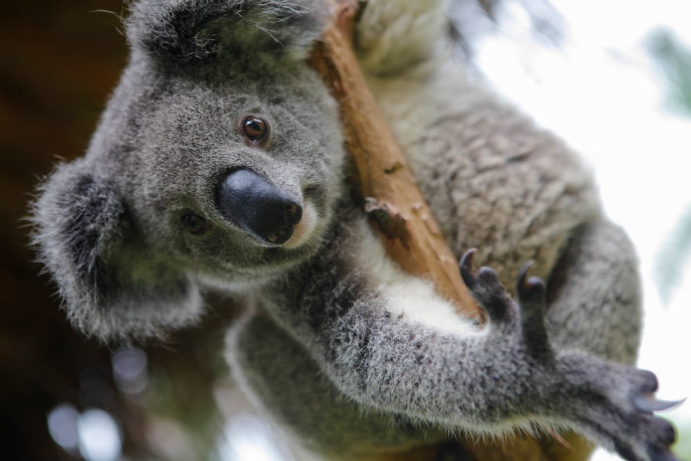 Los koalas tienen huellas digitales parecidas a las que poseemos los humanos. (Foto: Istock)