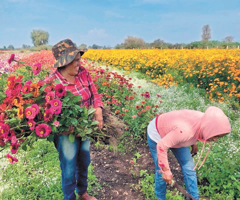 EL DATO Ventaja.Sólo el municipio de Ixmiquilpan, produce 52 mil 490 toneladas de la flor de muerto. Especial