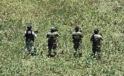 Marina encuentra y elimina plantío de amapola en Nayarit; contaba con más de 150 mil plantas