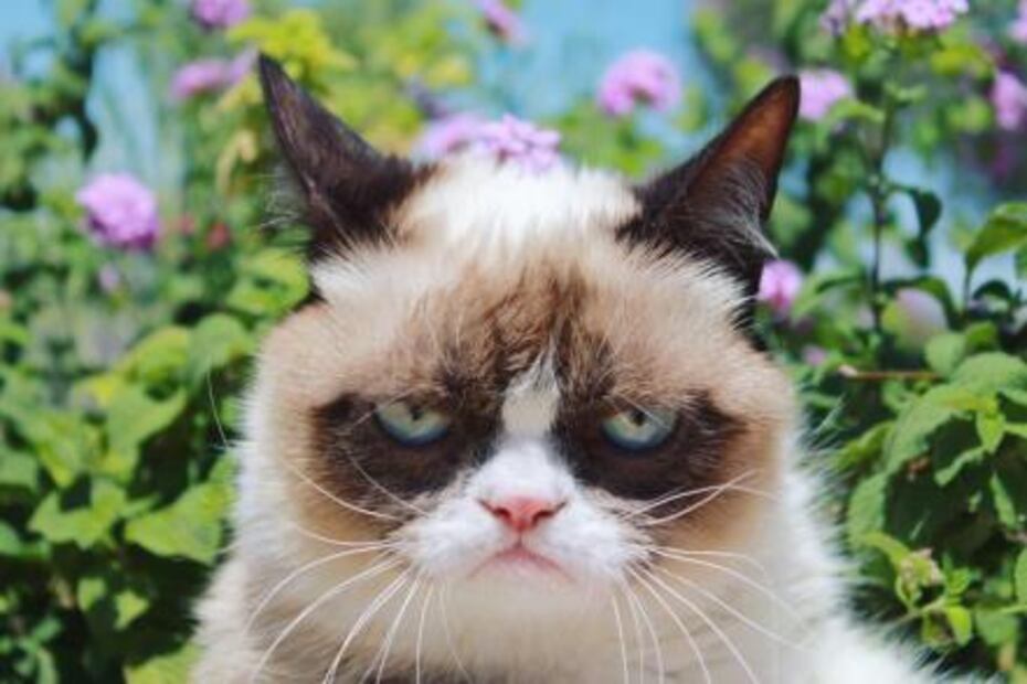 Gato Grumpy será parte del musical "Cats" de Broadway