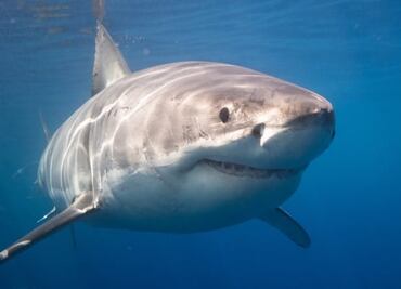 Alertan por avistamiento de tiburón blanco en costas de Sonora