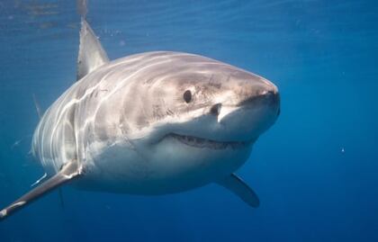 Alertan por avistamiento de tiburón blanco en costas de Sonora