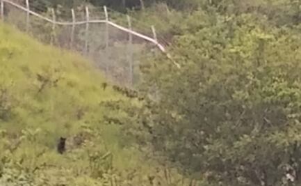 Buscan a un felino en calles de Chilpancingo