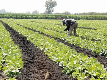 Cerveza, tequila, aguacate y jitomate, de los productos afectados por aranceles; exportaciones aumentaron primeros meses del año: CNA