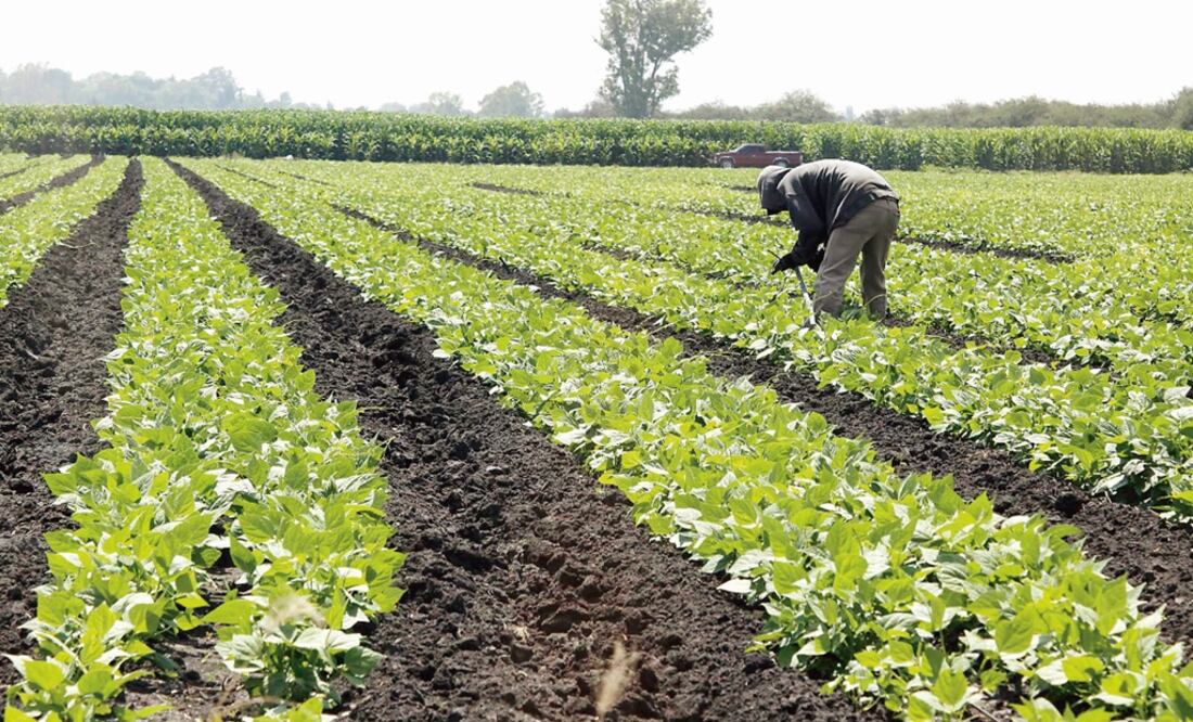 México exporta hacia EU productos como: tequila, cerveza, aguacate, jitomates, berries, chiles, brócoli y coliflor entre otras hortalizas y frutas. (04/03/25) Foto: Archivo/El Universal