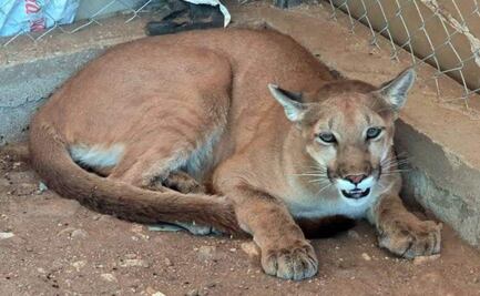 Aseguran un puma y 6 jabalíes tras cateo en Magdalena de Kino, Sonora; serán llevados al Centro Ecológico de Hermosillo