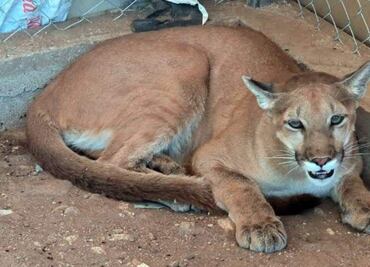 Aseguran un puma y 6 jabalíes tras cateo en Magdalena de Kino, Sonora; serán llevados al Centro Ecológico de Hermosillo