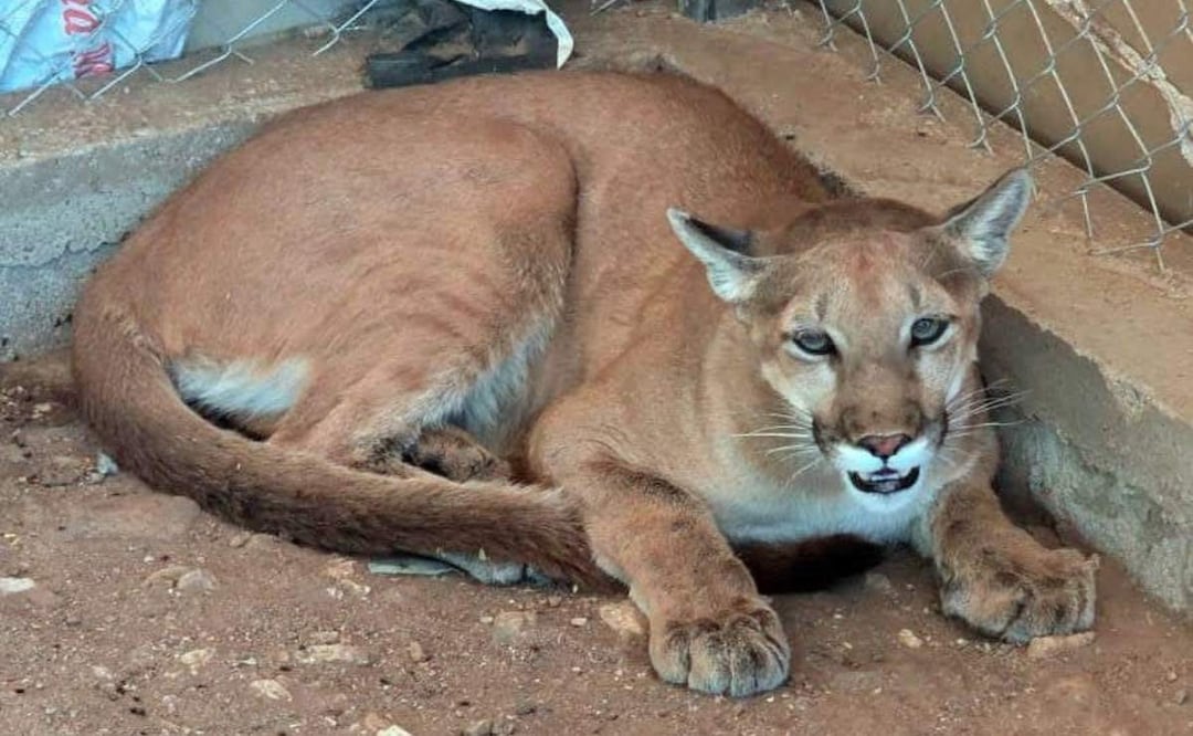 Autoridades localizaron un puma y 6 jabalíes tras un cateo en Magdalena de Kino, Sonora (18/06/2025). Foto: Fiscalía de Sonora