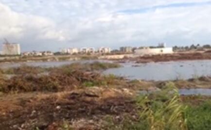 Calderón puso lápida a manglar de Tajamar