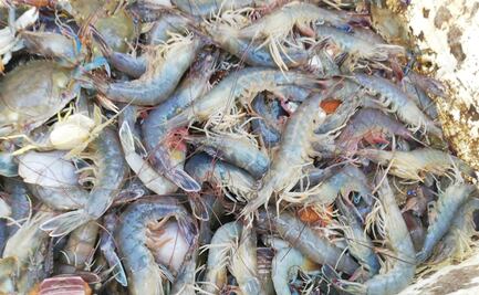 Depredación de pescadores ribeños afecta captura de camarón en bahías de Sinaloa, acusan