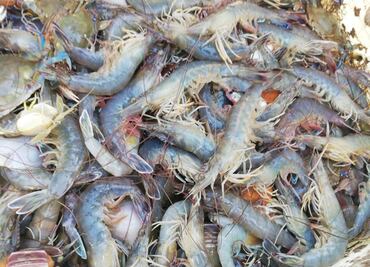 Depredación de pescadores ribeños afecta captura de camarón en bahías de Sinaloa, acusan