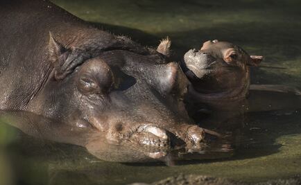 Nace primer hipopótamo en 13 años en parque de Disney en Florida