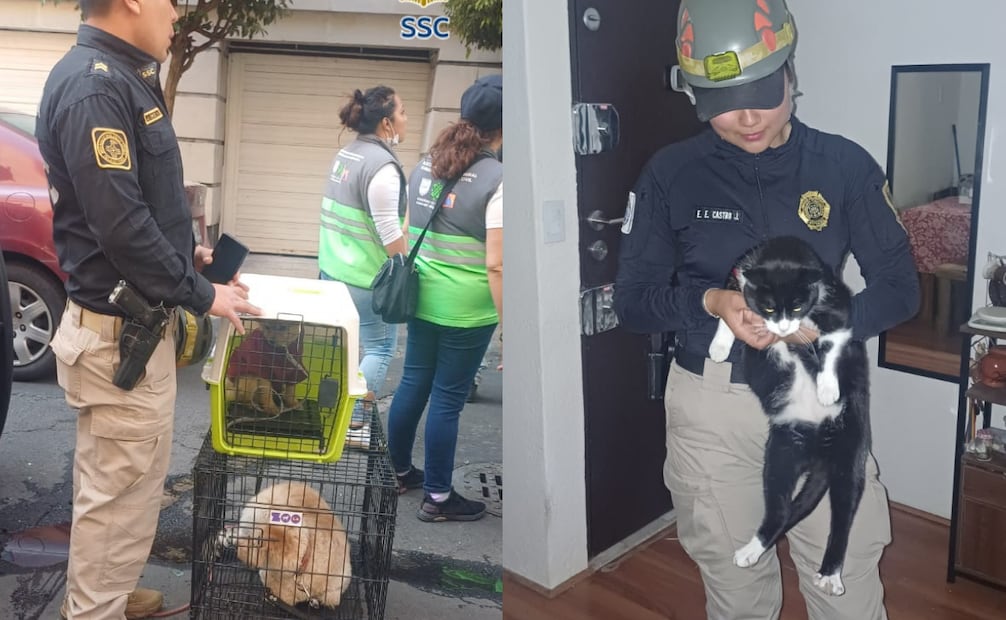 Elementos de la Brigada de Vigilancia Animal (BVA) de la Secretaría de Seguridad Ciudadana (SSC) resguardaron y brindaron atención a 15 animales de compañía luego de una explosión provocada por una posible acumulación de gas al interior de un departamento.
Foto: Especial.