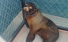 Profepa rescata a lobo marino en San Carlos tras intensa búsqueda; el ejemplar ya se encuentra en rehabilitación