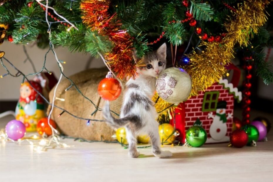 Tips para cuidar a tu gato en época de frío