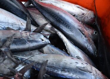 Pese a tratados globales, México solo tiene 3 pesquerías con certificación de sustentabilidad