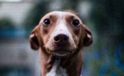 Estas son las 5 razas de perros más caras del mundo