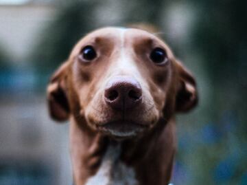 Diputada ofrece 50 mil pesos por asesino serial de perros en Xochimilco