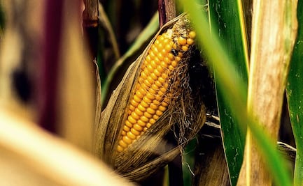 EU impulsa diferendo con México por maíz transgénico; sus motivos son políticos, no comerciales, afirma Buenrostro