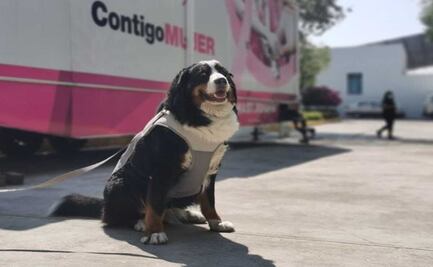 Laika y Klein: lomitos se suman a programas de asistencia social en Puebla